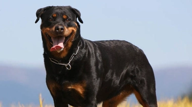 Un rottweiler a mordu une fillette.