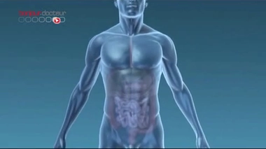 Organes : un foie reconstitué en laboratoire