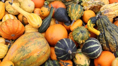 Halloween : méfiez-vous des courges toxiques !