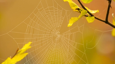 Suturer les plaies grâce à des toiles d'araignée ?