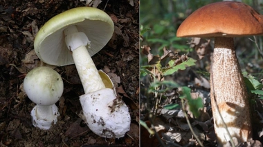 A gauche : des amanites phalloïdes ; à droite : un bolet.