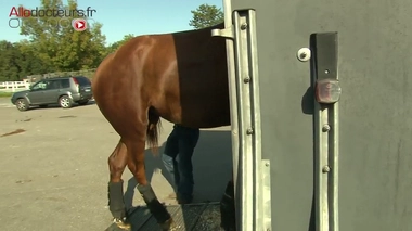 Un pôle d'urgences français pour... les chevaux !