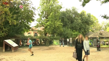 Soigner les animaux grâce aux plantes!