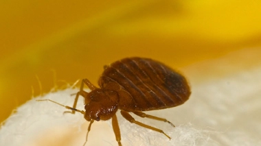 les punaises de lit entrainent de nombreuses lésions cutanées 