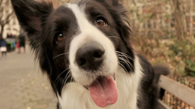 Léché par son chien, un homme meurt d’une infection généralisée