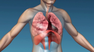 Le muscle du diaphragme permet aux poumons de bien se remplir et de se vider correctement.