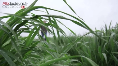 Fongicides SDHI : pourquoi ils sont dangereux pour la santé