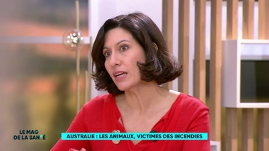 Australie : un milliard d'animaux pourraient avoir péri dans les incendies