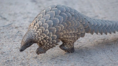 Le pangolin à l'origine de l'épidémie de coronavirus ?