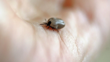 La tique est un animal vecteur de la maladie de Lyme.