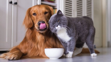 Animaux et coronavirus : les chats plus à risque que les chiens ?