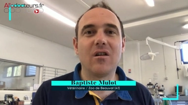 Malgré l'épidémie, la vie continue au zoo de Beauval !