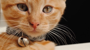 Un chat testé positif au Covid-19 en France