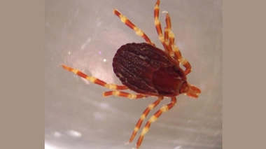 Image d'illustration.