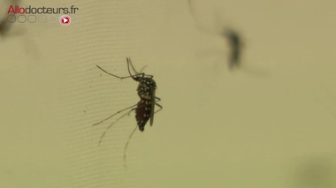 Alerte aux moustiques tigres !