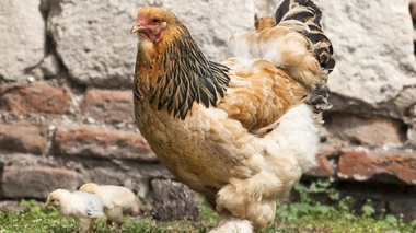 Elle souffre de zooanthropie, et se prend pour une poule