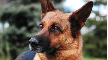 Buddy était un berger allemand. Il est décédé non pas des suites du coronavirus, mais d'une leucémie