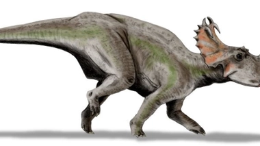 Le péroné d'un Centrosaurus révèle que les dinosaures pouvaient avoir un cancer