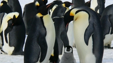 L'alimentation riche en azote du manchot royal se retrouve dans ses excréments