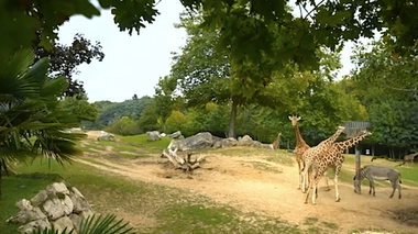Covid-19 : un zoo de Colombie a connu un pic de naissances suite au confinement