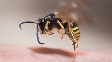 Guêpes : méfiez-vous des piqûres !