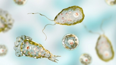 Image d'illustration. Représentation 3D de l'amibe Naegleria fowleri.