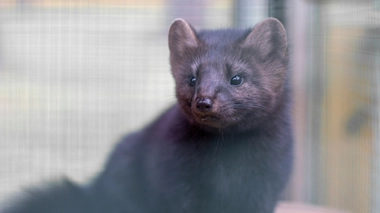 Image d'illustration. Vison d'Europe dans un élevage.