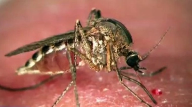 Alerte au virus du Nil occidental dans le centre de la Grèce