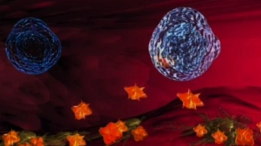 Le système immunitaire : les défenses de l'organisme