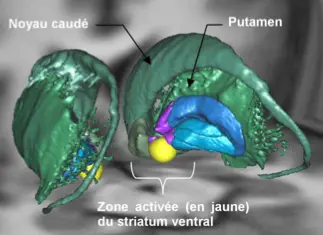 Représentation 3D du système motivationnel (striatum ventral) activé lors d’un effort physique ou mental. ©M. Pessiglione/Inserm