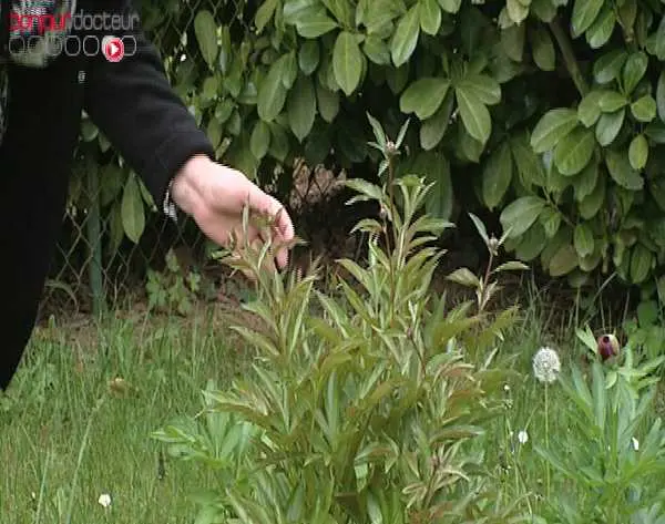 Mission printemps : observez la faune et la flore de votre jardin pour aider la science !