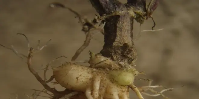 Racine de scrofulaire noueuse