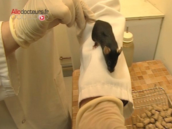 La souris, super star du labo