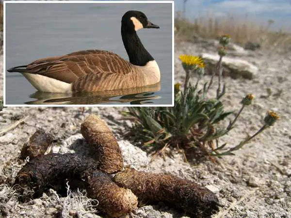 Déjections de Bernache