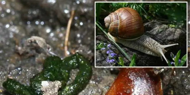 L'escargot et ses excréments