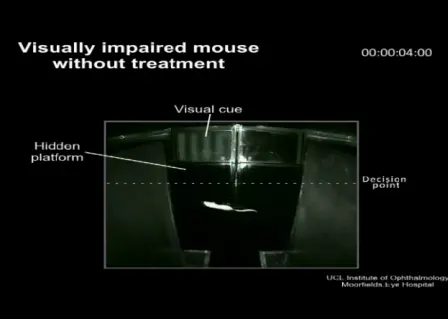 Des souris malades, et des souris en bonne santé, ont été soumises à des tests d’épreuves