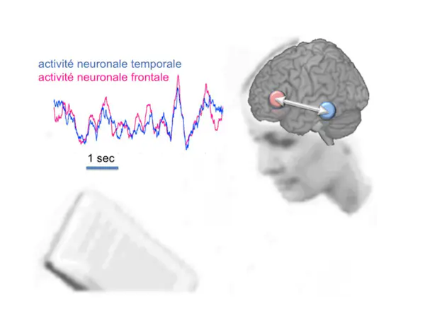 Dans le cerveau d’une personne qui lit, plusieurs zones interagissent pour accéder au sens du texte