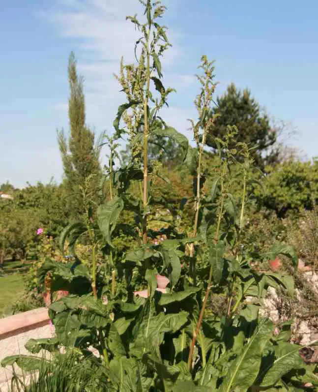 Le rumex