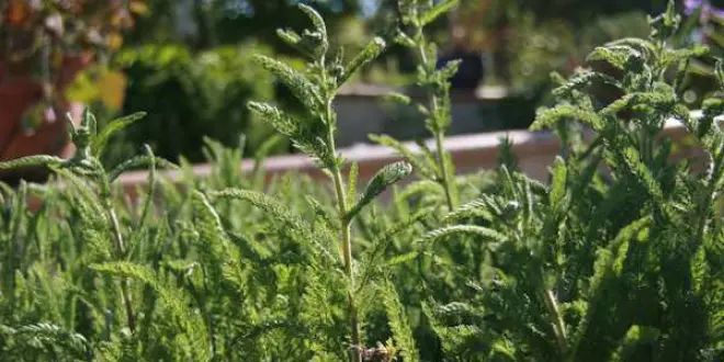L'achillée millefeuille
