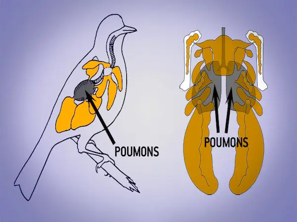 Schéma des sacs aériens de l'oiseau.