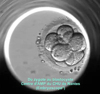 Développement d'un embryon 58 heures après fécondation