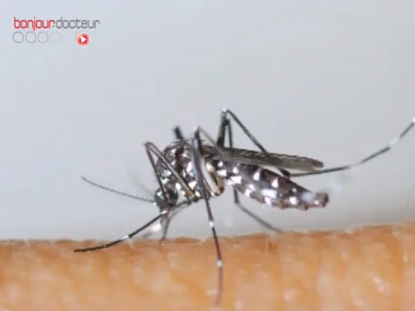 La dengue est une infection virale véhiculée par le moustique Aedes aegypti