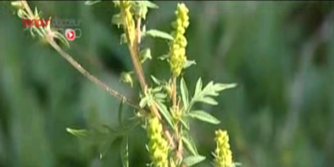 Ambroisie en floraison