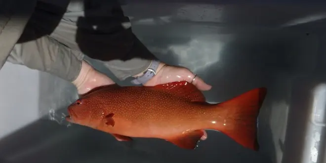 Poisson sans mélanome