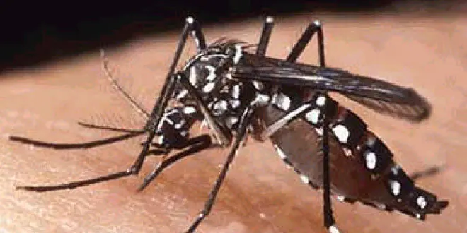 L'Aedes Aegypti principal vecteur de la dengue