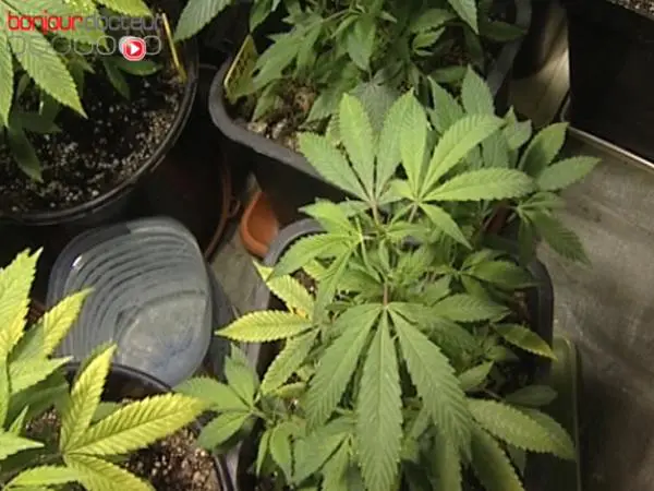 Le cannabis, une substance psychoactive consommée pour ses effets euphorisants