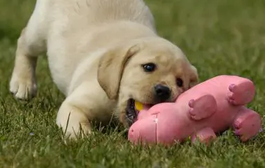 Regarder un chiot en photo, grand effet sur la concentration !