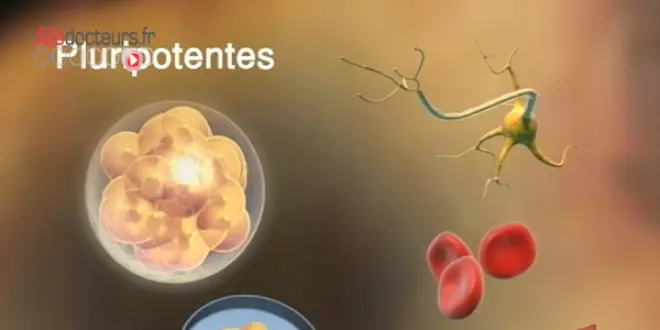 Cellules souches pluripotentes