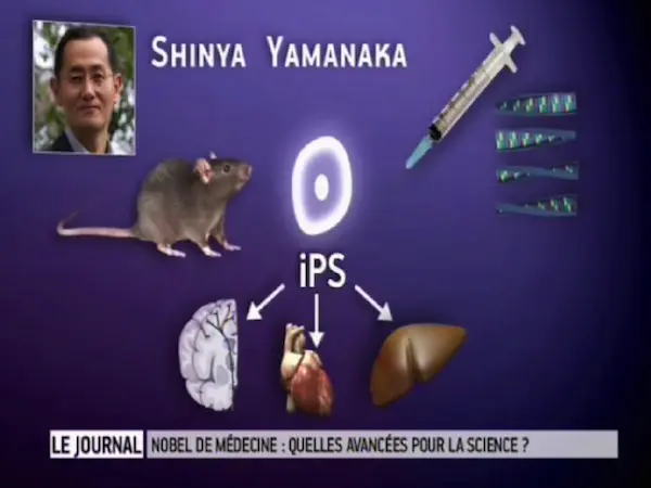 Découverte de Shinya Yamanaka