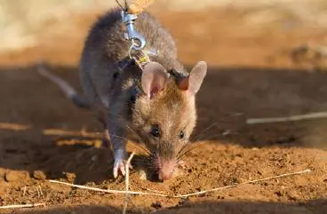 Un rat détecteur de tuberculose au Mozambique